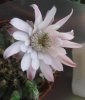 gymnocalycium venturi_1.jpg