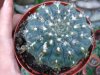 gymnocalycium striglianum.jpg