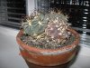 Gymnocalycium pflanzii var. albipupa.jpg