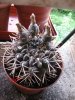 gymnocalycium gibbosum v. nobile.jpg