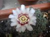 gymnocalycium bodenbenderianum.jpg