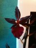 photo (1).jpg photo (1).jpg
