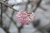 Viburnum Bodnantense Dawn (14).jpg