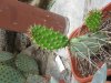 opuntia histricina cv. hamburg.jpg