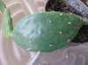 Opuntia burbankii hort. (3).jpg