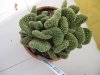 Opuntia Microdasys crestata.jpg