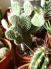 Opuntia Microdasys var albina.jpg