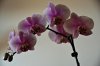 DSC_1729.jpg