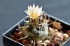 800_Turbinicarpus jauernigii.jpg