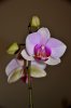 DSC_1908.jpg
