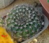 echinopsis (2).jpg