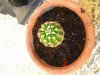 Echinopsis_1.jpg