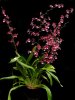 oncidium_orchid_plant.jpg