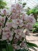 300px-Cymbidium_orchids2.jpg