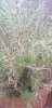 20200905_090336.jpg 20200905_090336.jpg
