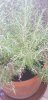 20200905_090350.jpg 20200905_090350.jpg