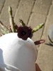 DSCN7471.JPG
