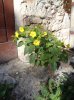 DSC05936.JPG