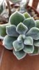 Echeveria Pulvinata Frosty (Copy).jpg