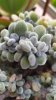 Echeveria Pulvinata Frosty crestata (Copy).jpg