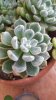 Echeveria setosa (Copy).jpg