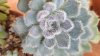 Echeveria setosa deminuta (Copy).jpg