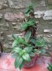 DSC05953 - Copia.JPG
