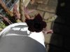 DSCN7528.JPG