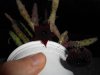 DSCN7544.JPG