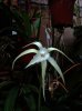 brassavola david sander 2 - Copia.JPG