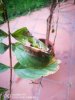lagerstroemia.jpg