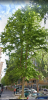 albero_due (Small).png