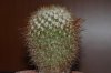 800_ECHINOFOSSULOCACTUS VAUPELIANUS.jpg