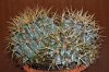 800_FEROCACTUS GLAUCESCENS.jpg