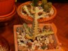 foto piante 27.12.2011 013.JPG