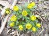 Eranthis hyemalis1.jpg