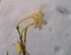 Cyrtanthus mackenii bianco.jpg