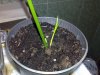 cyperus.jpg