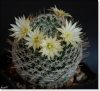 Mammillaria duwei.jpg