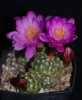 Mammillaria haudeana.jpg