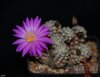 Mammillaria theresae.jpg