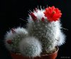 Mammillaria senilis.jpg