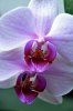 DSC_2124.jpg