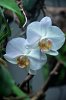 DSC_2126.jpg