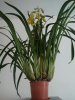 orchidea cymbidium.jpg