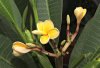 Fiorituria Plumeria1.jpg