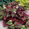 houttuynia cordata chameleon-001.JPG