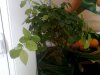 Foto0799.jpg