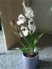 orchidee.jpg