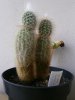 espostoa rid.jpg